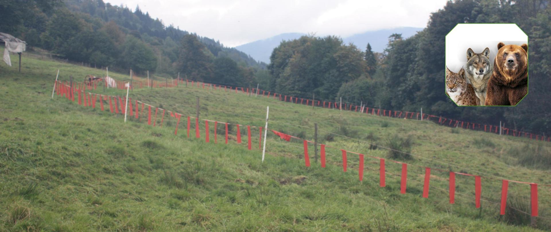 Zabezpieczenia dla hodowców przed drapieżnikami