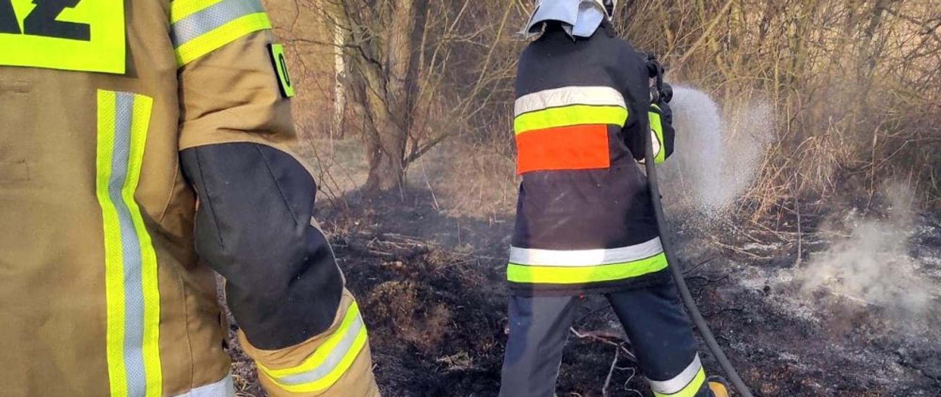 Zdjęcie przedstawia dwóch strażaków gaszących nieużytki.