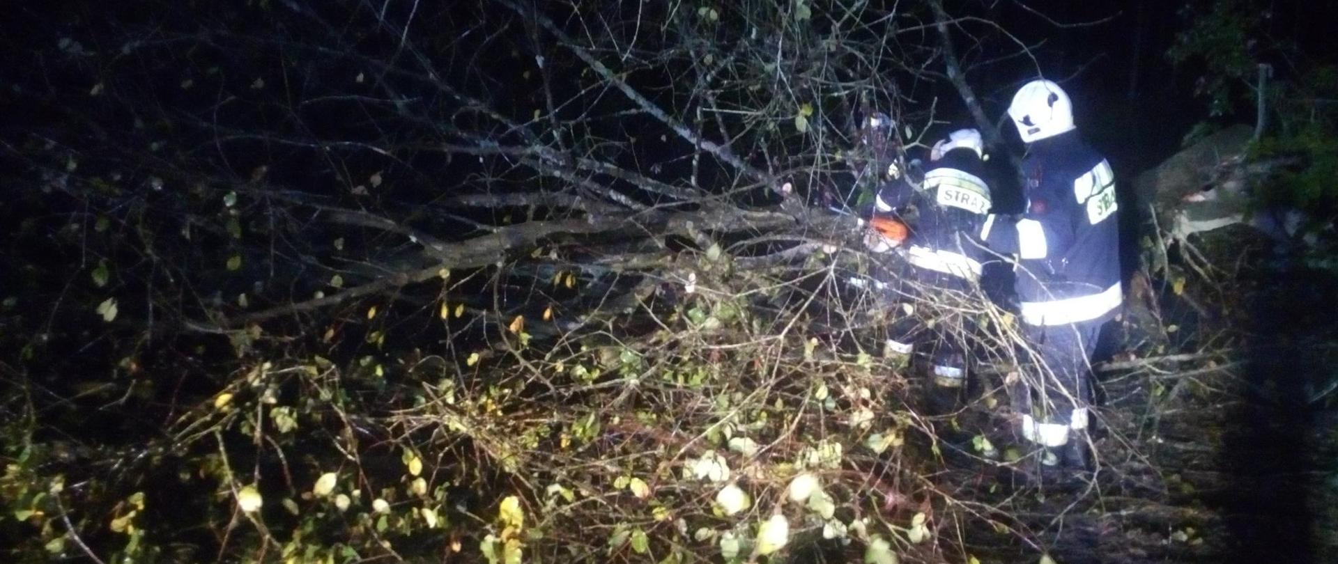 Na zdjęciu widzimy dwóch strażaków usuwających powalone drzewo 