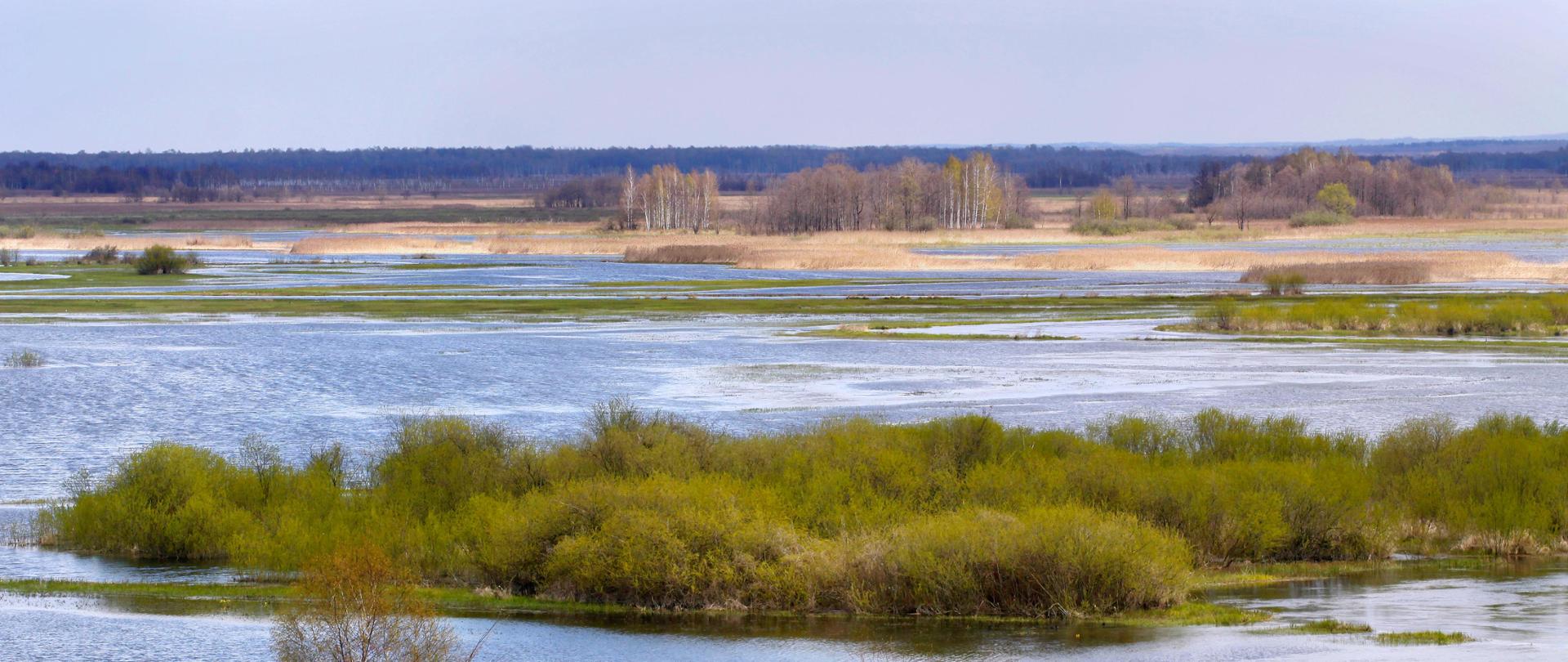rozlewiska Biebrzy, wiosenna zieleń