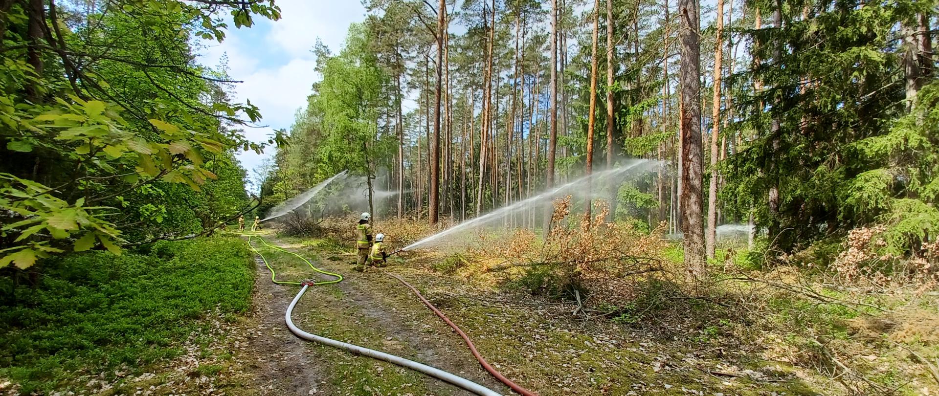 Zdjęcie przedstawia linie wężowe i strażaków podających prądy wody na poszycie leśne. 