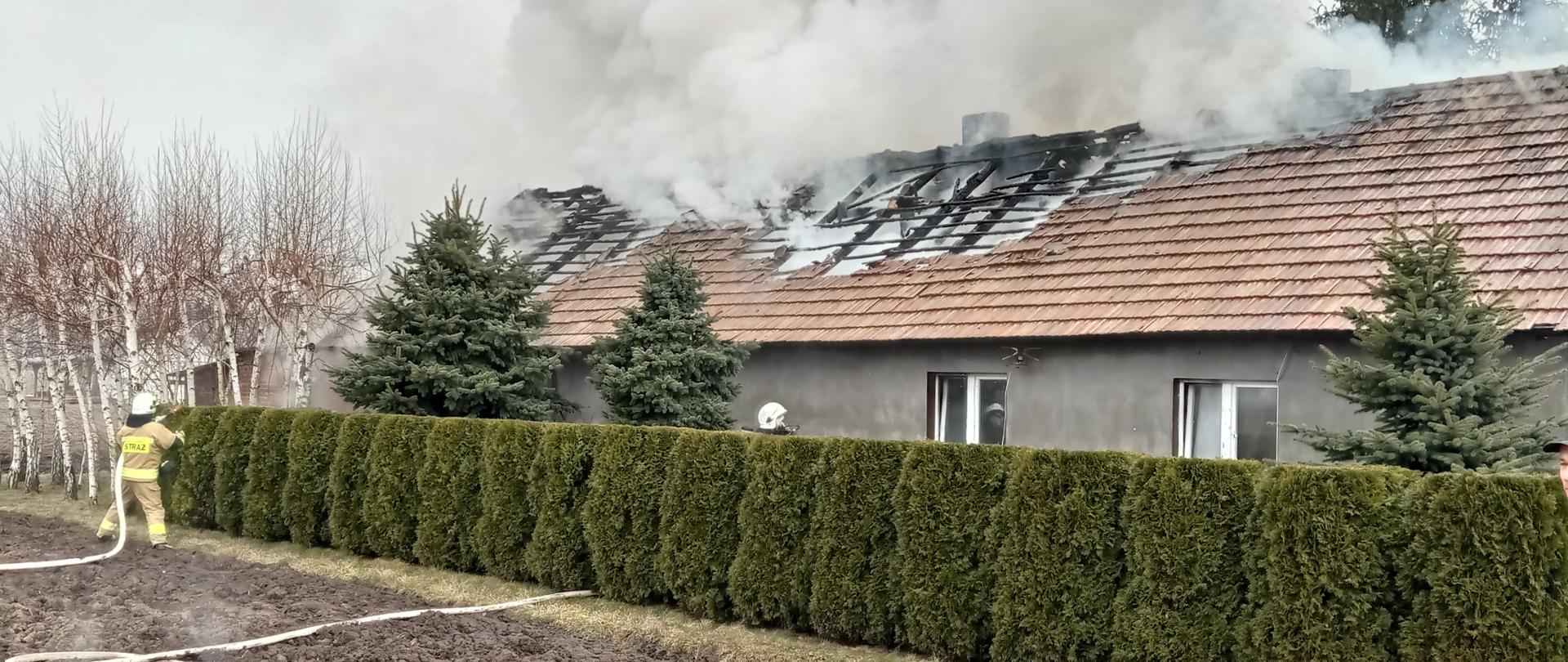 Na zdjęciu widać palący się budynek mieszkalny, z którego wydobywa się dym. Na pierwszym planie widać rozwinięte linie gaśnicze i gaszącego pożar strażaka
