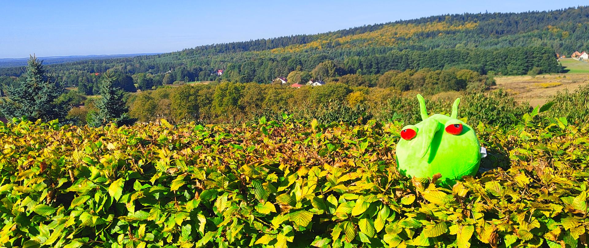 Pesty siedzi na żywopłocie i podziwia krajobraz wzgórz oraz kompleksów leśnych gminy Daleszyce.