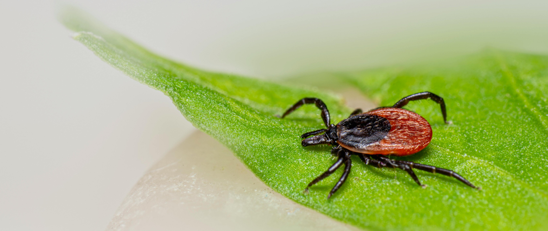 kleszcz na zielonym liściu