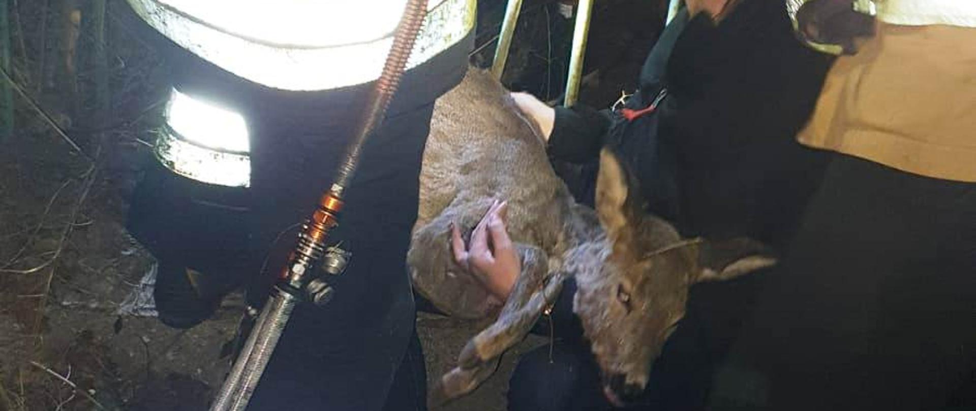 Na zdjęciu widać uśpioną sarnę przytrzymywaną przez Policjantkę oraz Strażaków rozginających pręty ogrodzenia metalowego za pomocą rozpieracza hydraulicznego.