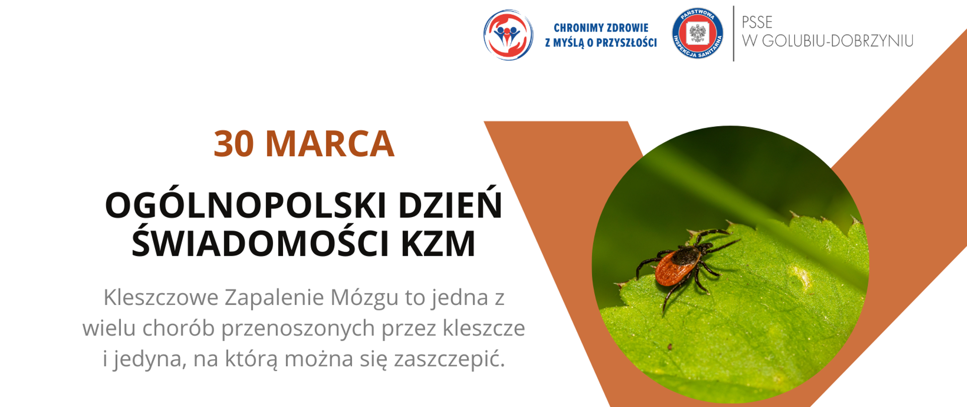 Grafika przedstawiająca po lewej stronie napis: "30 marca Ogólnopolski Dzień Świadomości KZM", po prawej zaś stronie kleszcz na zielonym liściu. W prawym górnym rogu wspólne logo Państwowej Inspekcji Sanitarnej z logiem Powiatowej Stacji Sanitarno-Epidemiologicznej w Golubiu-Dobrzyniu.