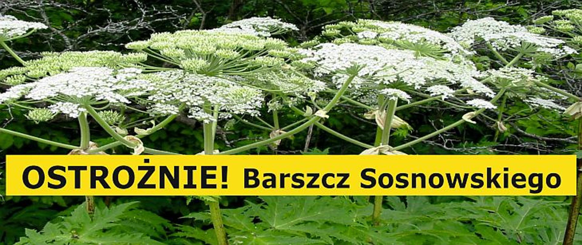 Na planszy zdjęcie Barszczu Sosnowskiego, po środku napis na żółtym tle: Ostrożnie! Barszcz Sosnowskiego