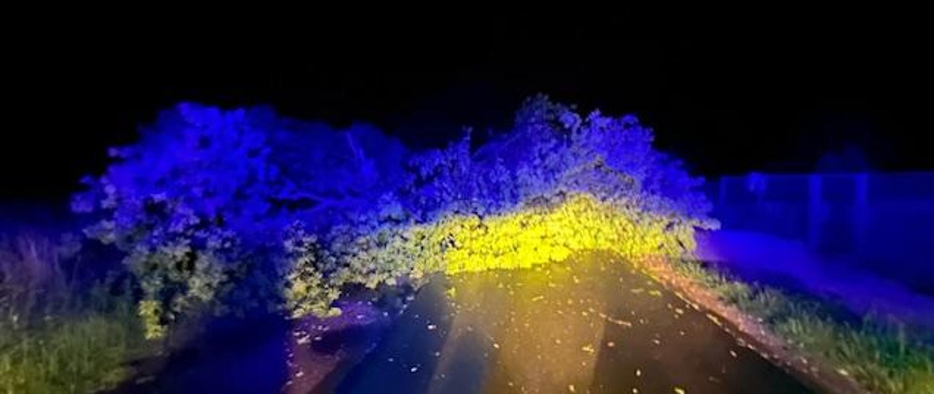 Zdjęcie ukazuje powalone drzewo na drodze