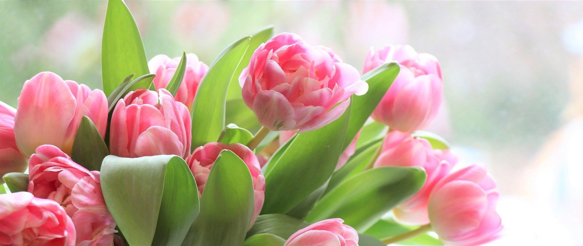 Tulipany. Na zdjęciu widoczny jest bukiet różowych tulipanów.