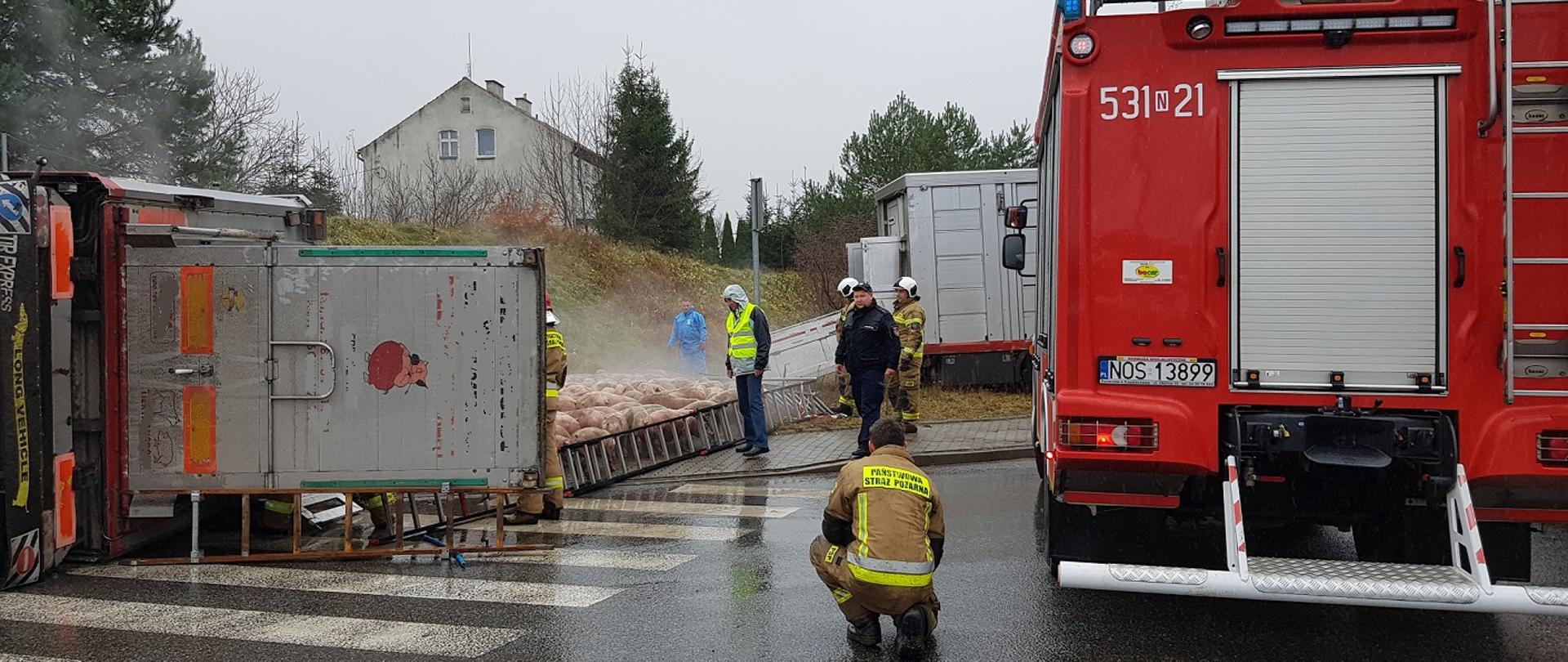 Prosiaki zgromadzone pomiędzy drabinami leżącymi drabinami pożarniczymi są przygotowywane do zapędzenia do podstawionej kolejnej ciężarówki
