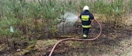 Przedstawia akcję gaśniczą lasu w miejscowości Pobądź. Na zdjęciu strażak gaszący młodnik sosnowy, ściółka leśna opalona