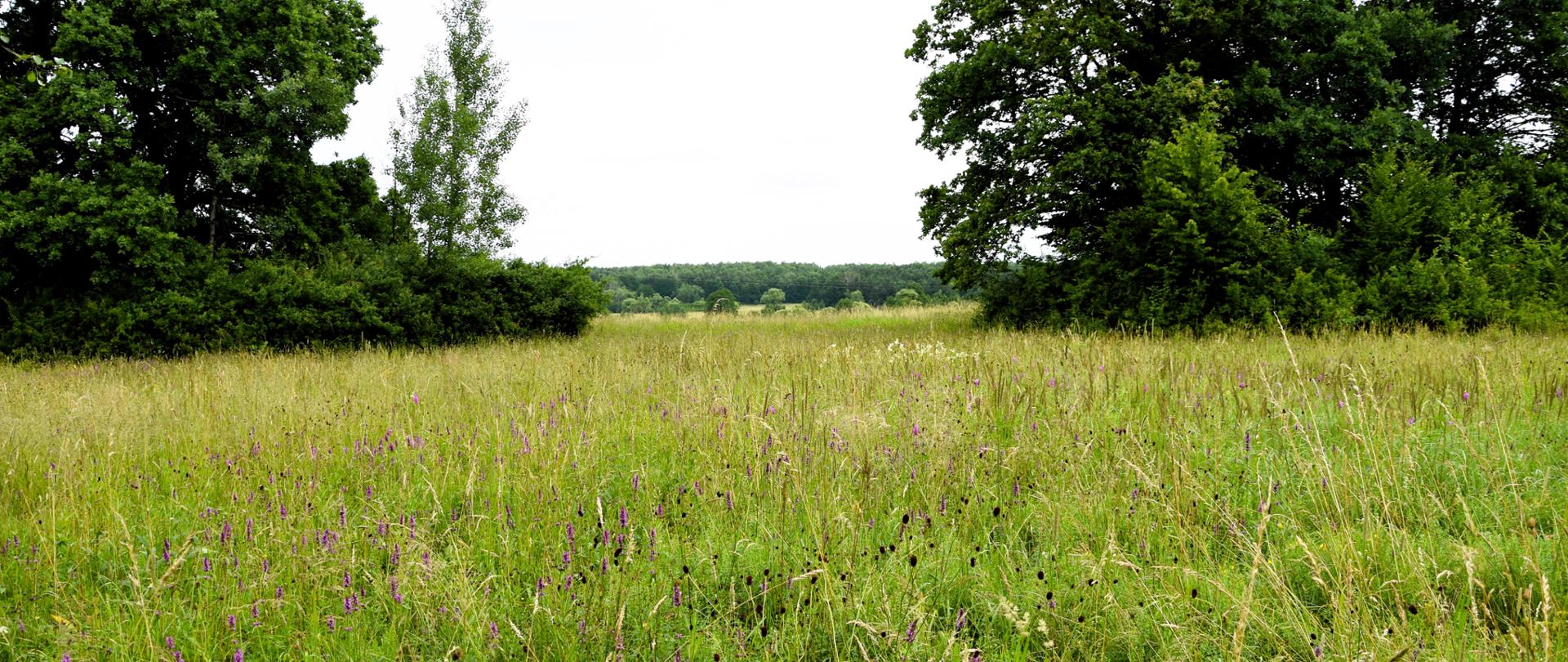 zdjęcie przedstawiające łąkę