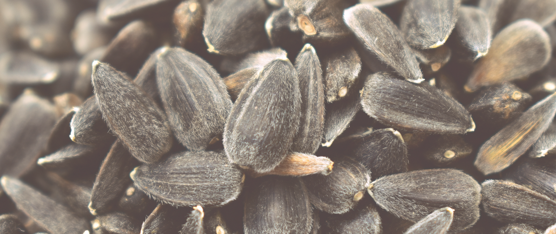 Zmiana w terminie składania wniosku o odstępstwo w rolnictwie ekologicznym