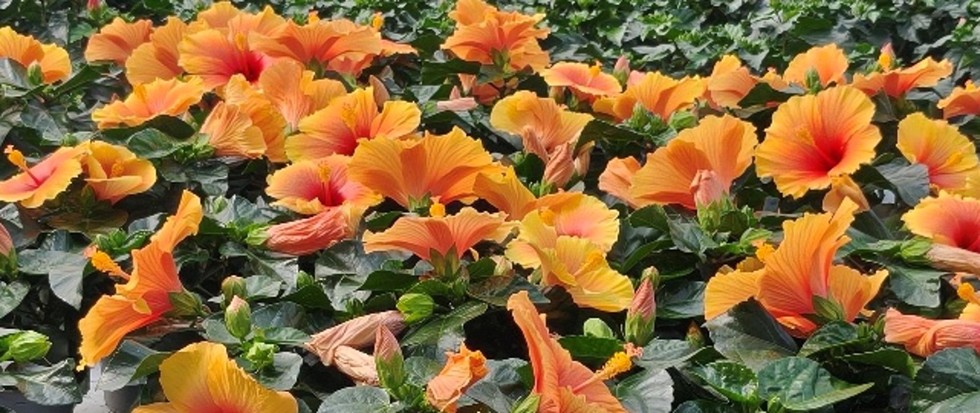Wnętrze dużej szklarni wypełnione rzędami doniczkowych hibiskusów o pomarańczowo-żółtych kwiatach z czerwonym środkiem. Między gęsto ustawionymi roślinami biegną szerokie przejścia, a nad uprawą rozciąga się metalowa konstrukcja i przezroczysty dach szklarni. W centralnej części zdjęcia widoczna jest osoba pracująca wśród roślin.