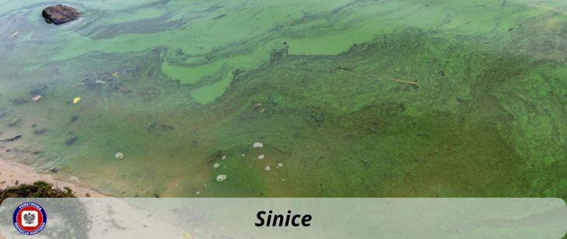 Widoczny zielony zakwit sinic miejscowo tworzących skupiska. Na dole napis Sinice. W lewym dolnym rogu logo Państwowej Inspekcji Sanitarnej.