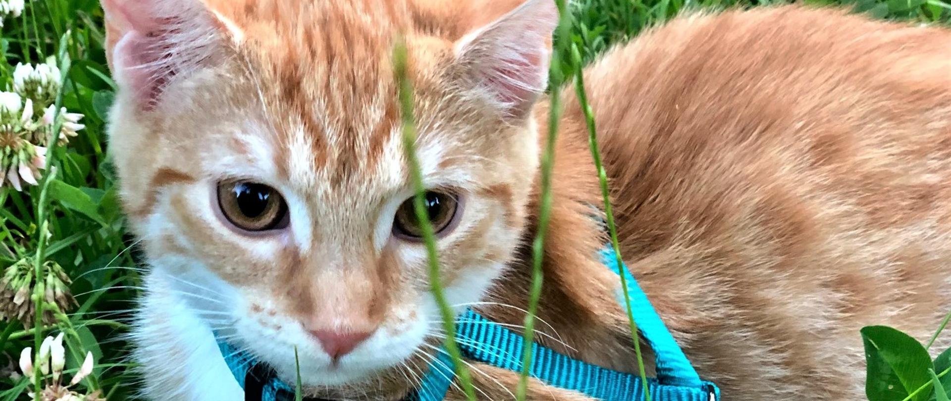 rudy kot na zielonej trawie