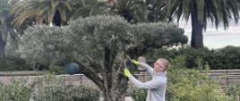 Uczeń Technikum Architektury Krajobrazu podczas praktyk zawodowych we Francji przycina drzewko, w tle palmy