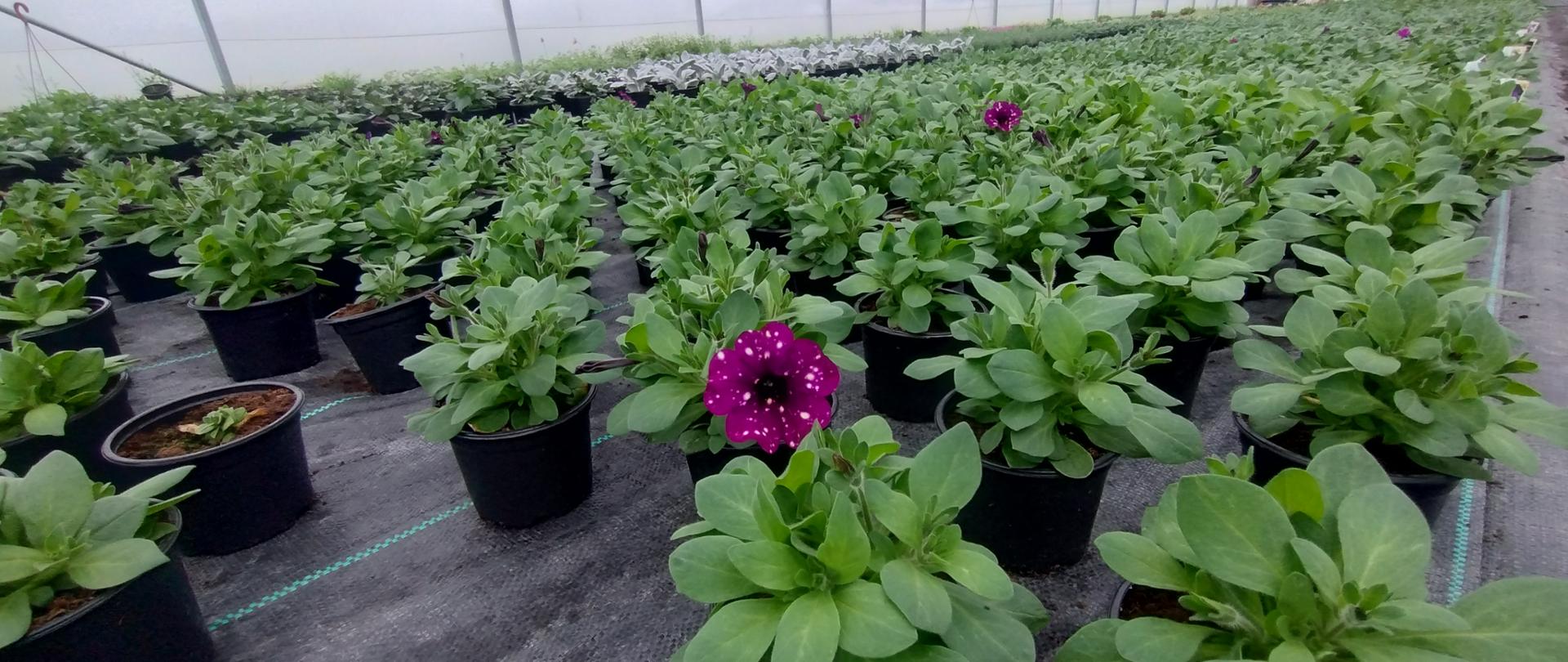 Rzędy zielonych roślin doniczkowych w szklarni; na pierwszym planie kwitnąca fioletowa petunia w czarnej doniczce.
