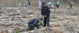 Na przygotowanym do sadzenia miejscu dwóch strażaków, jeden to członek OSP w ubraniu koszarowym, drugi - funkcjonariusz PSP w ubraniu dowdczo-sztabowym i czarnym polarze sadzą sosnę. Strażak PSP trzyma w rękach kostur, członek OSP w pozycji klęczącej wkłada sadzonki w glebę. W tle las, inne osoby uczestniczące w akcji oraz rowery.