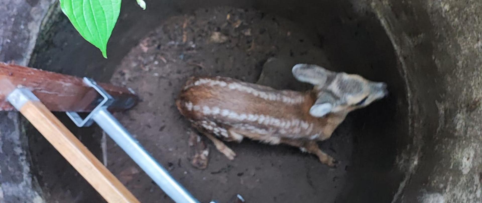 W betonowym kręgu, poniżej poziomu gruntu, około 2 metry, wewnątrz widać drewnianą drabinę nasadkową, w dole mała sarenka