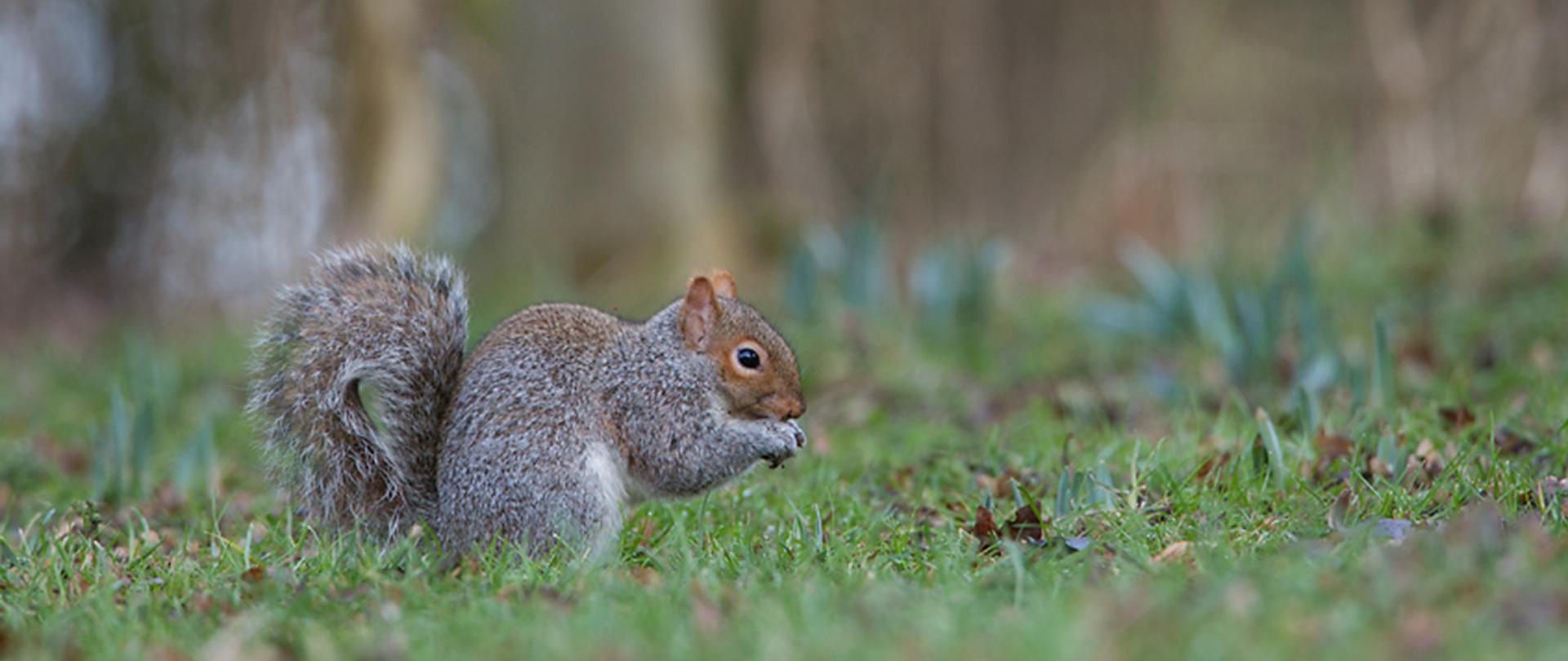 Na zielonej trawie stoi wiewiórka szara, sierść w kolorze szarym, gdzieniegdzie widać kępki rudego włosia.