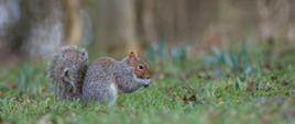 Na zielonej trawie stoi wiewiórka szara, sierść w kolorze szarym, gdzieniegdzie widać kępki rudego włosia.