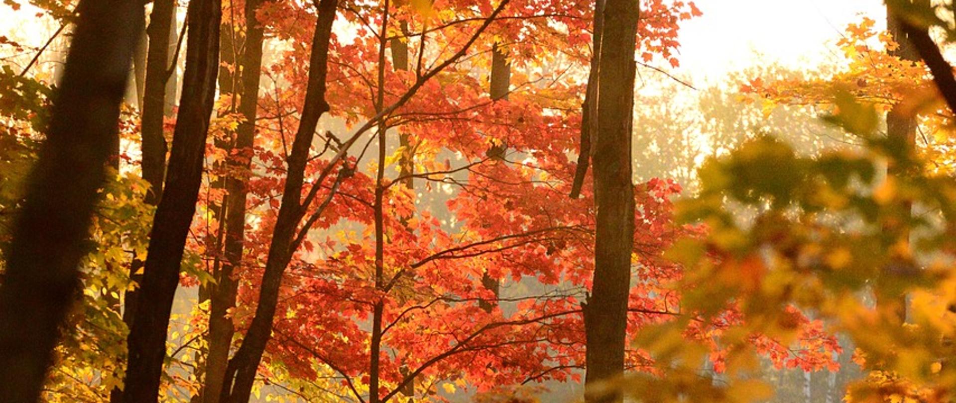 na zdjęciu las jesienną porą, liście na drzewach w kolorze pomarańczowym i żółtym