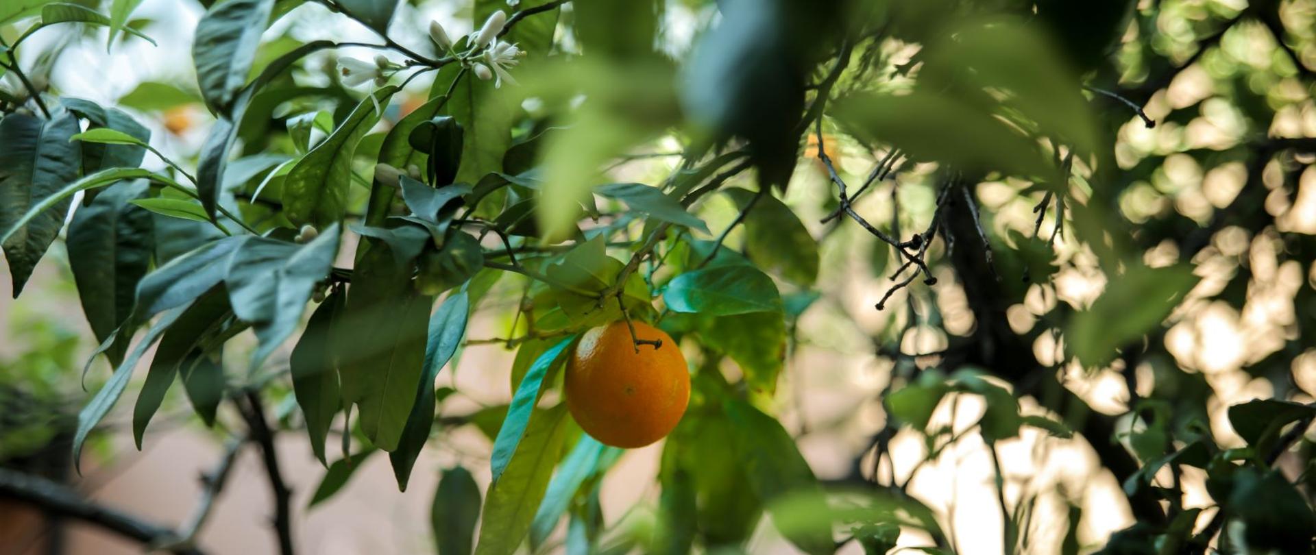 61 rocznica powstania Biblioteki Polskiej im. Ignacego Domeyki