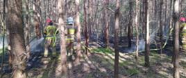 Pożar lasu. Teren leśnictwa Dębno. Trzech strażaków prowadzi działania gaśnicze w lesie przy pomocy lini wężowej. Dwóch z nich ma czerwony, drugi - biały hełm. Wąż ma kolor żółty. Na zdjęciu widoczne jest zadymienie.