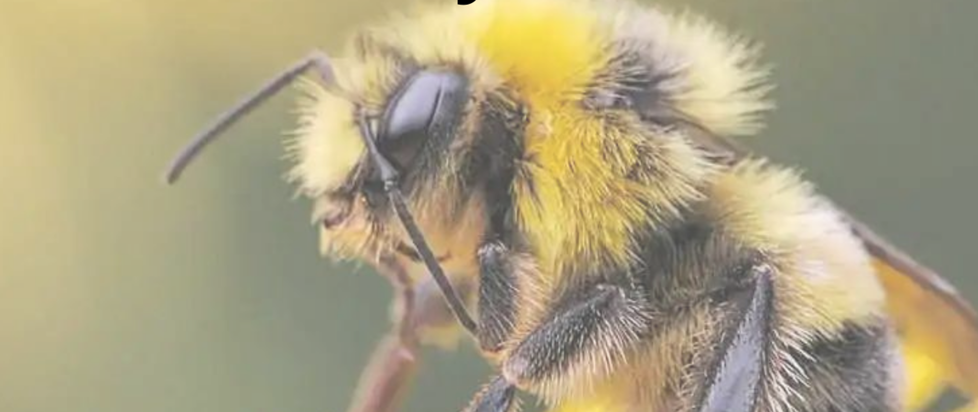 u dołu pszczoła siedząca na żółtym kwiatku