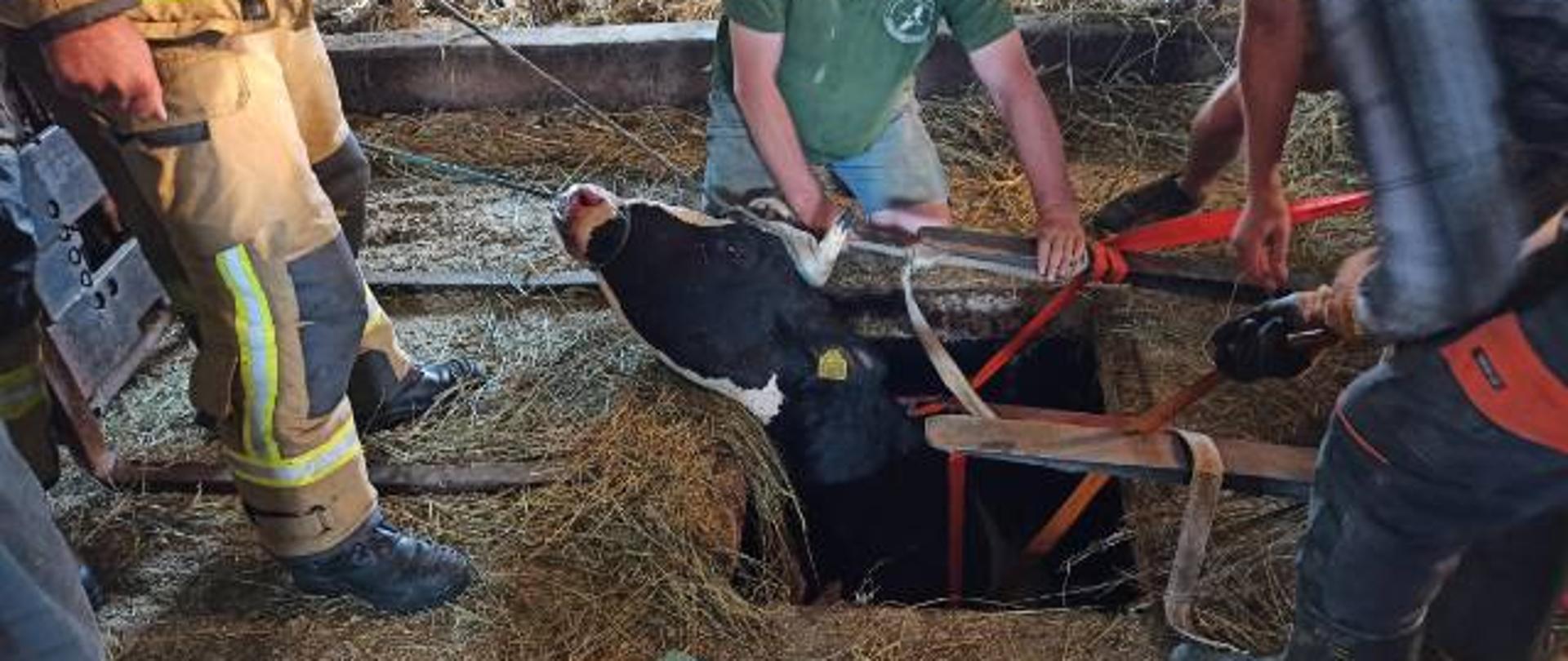 Na zdjęciu widać zwierzę, które znajduje się w dziurze w budynku inwentarskim, dookoła stoją ratownicy i właściciel