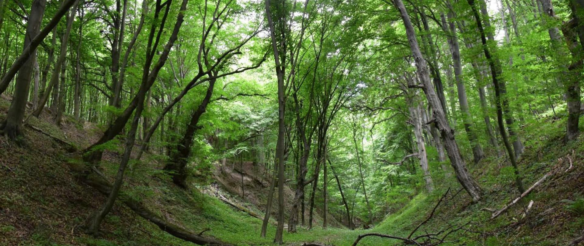 Buczyna Kajetana hrabiego Kickiego