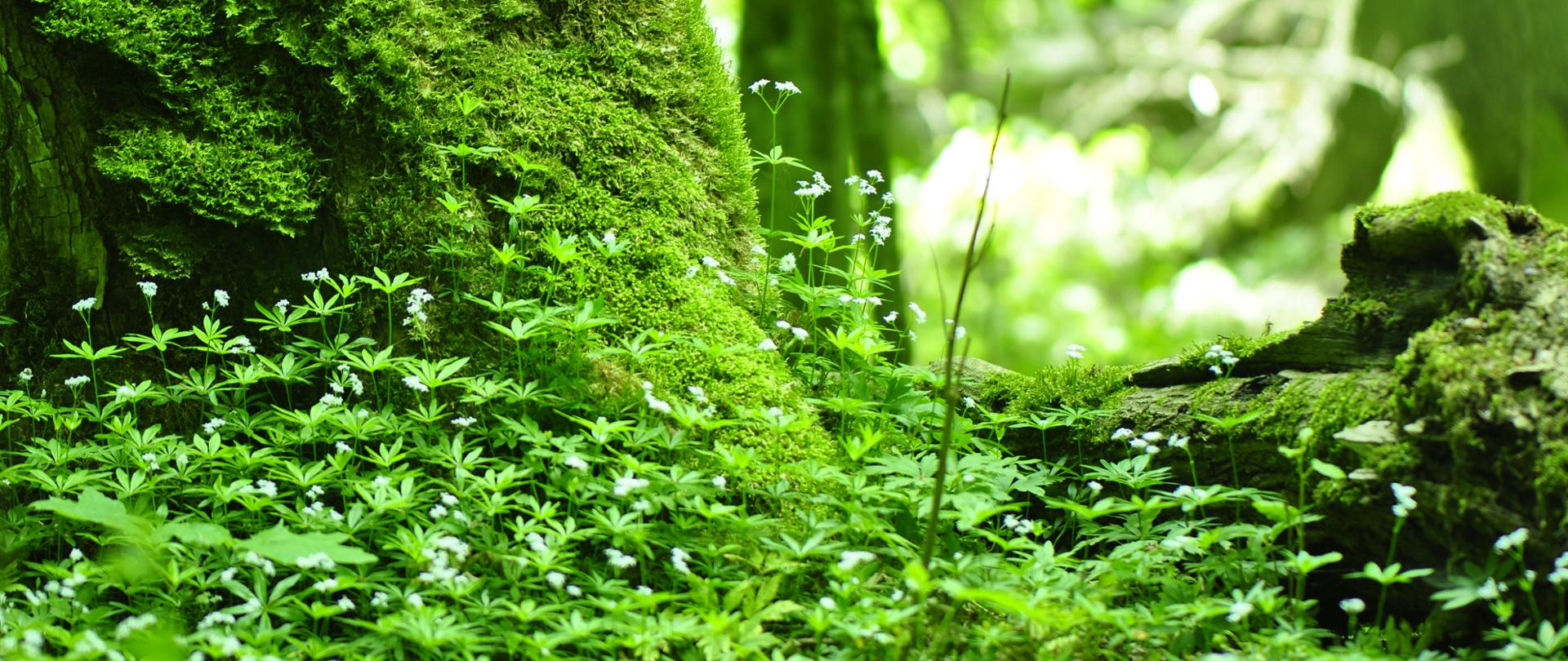 Zielone runo leśne z małymi kwiatkami na pierwszym planie, głębiej stary las i drzewa z mchem na pniu