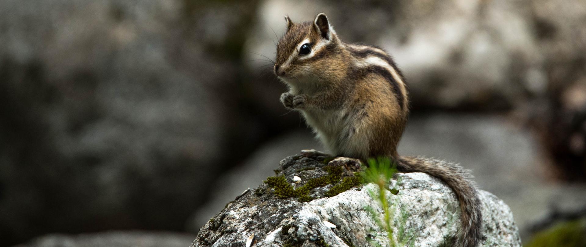 Na kamieniu siedzi burunduk, w tle skały.
