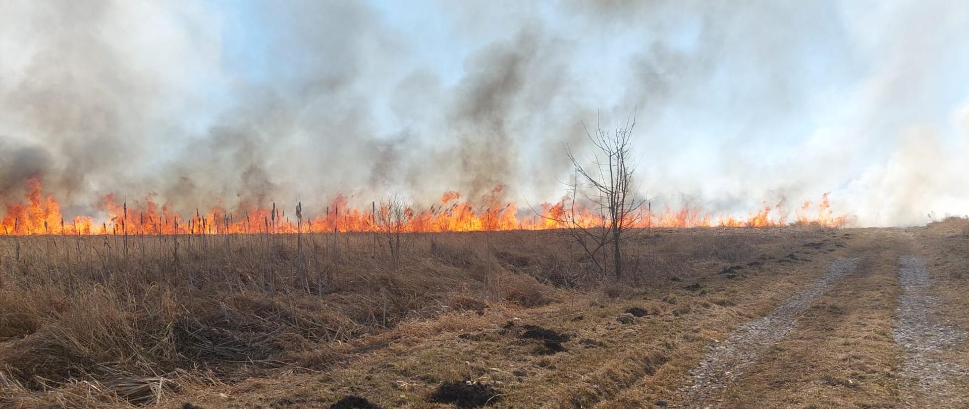 Na zdjęciu widać wysokie płomienie powstałe w wyniku pożaru traw oraz gęsty ciemny dym.