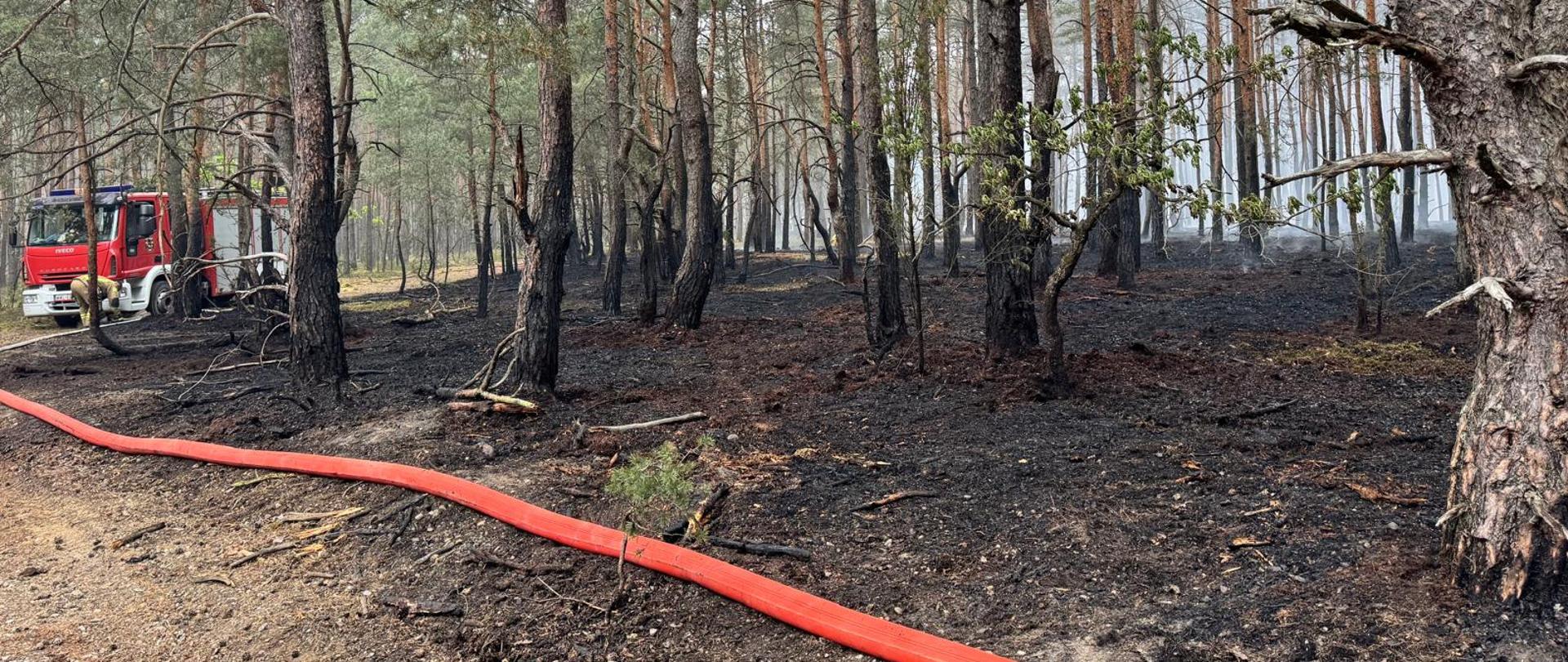 Służby w pełnej mobilizacji. 1500 osób gasi pożar