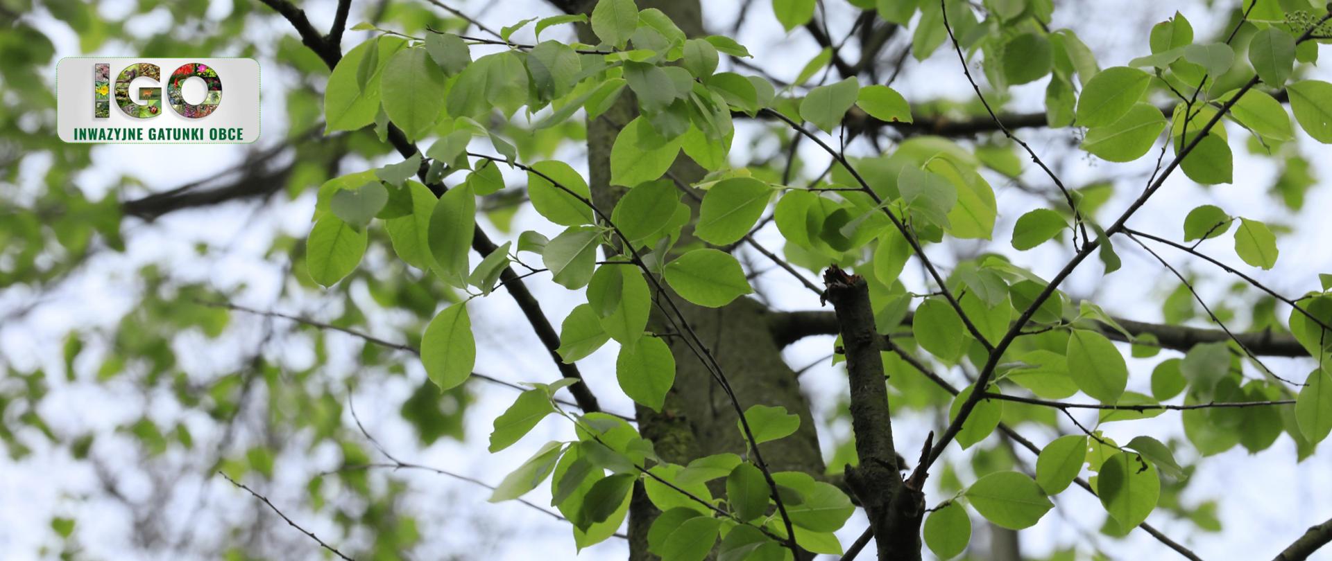 liście drzewa