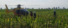 Wypadek na trasie Dłoń-Smolice. Droga krajowa nr 36 (94 kilometr). Na zdjęciu pole kukurydzy, na którym wylądował śmigłowiec lotniczego pogotowia ratunkowego. Przy maszynie dwóch strażaków, którzy będą pomagać przenosić sprzęt medyczny, oraz członek załogi.