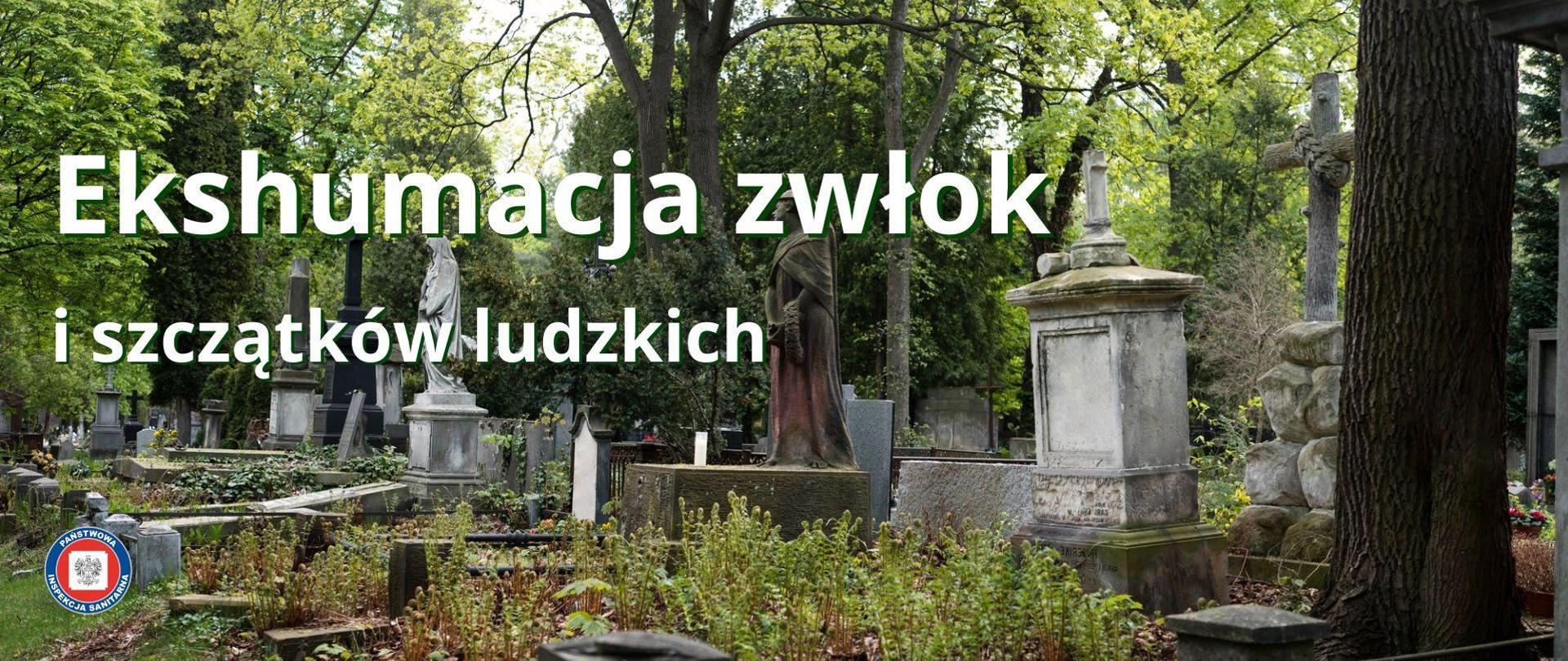 Stary cmentarz z pomnikami zarośnięty roślinnością