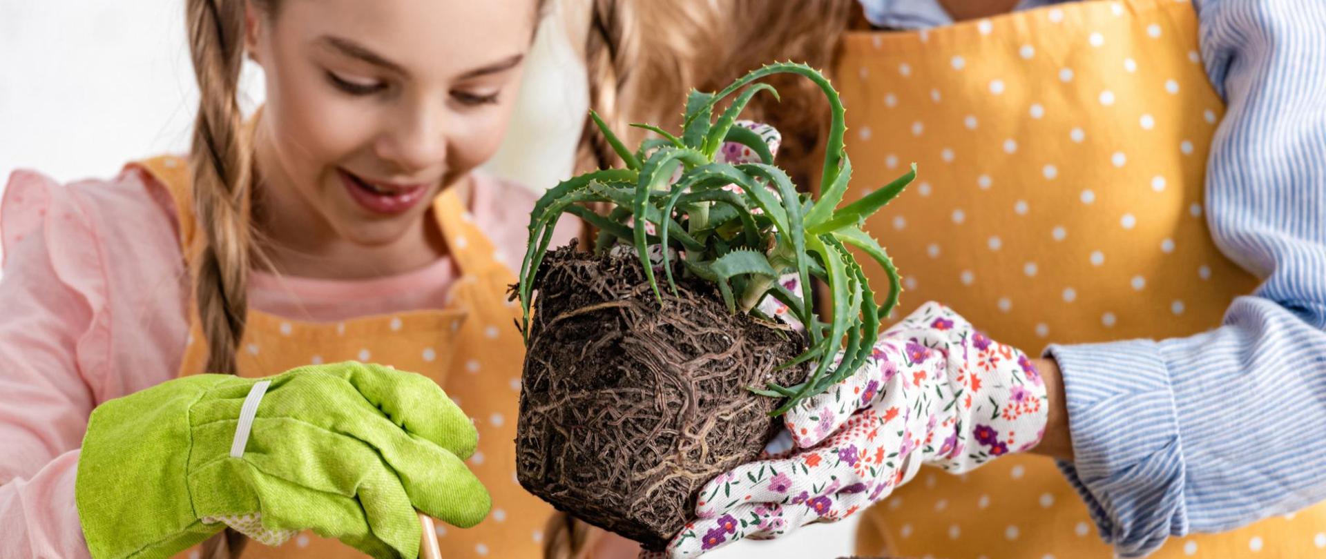 Na zdjęciu jest mama i córka, które wspólnie przesadzają kwiat - jest to aloes.