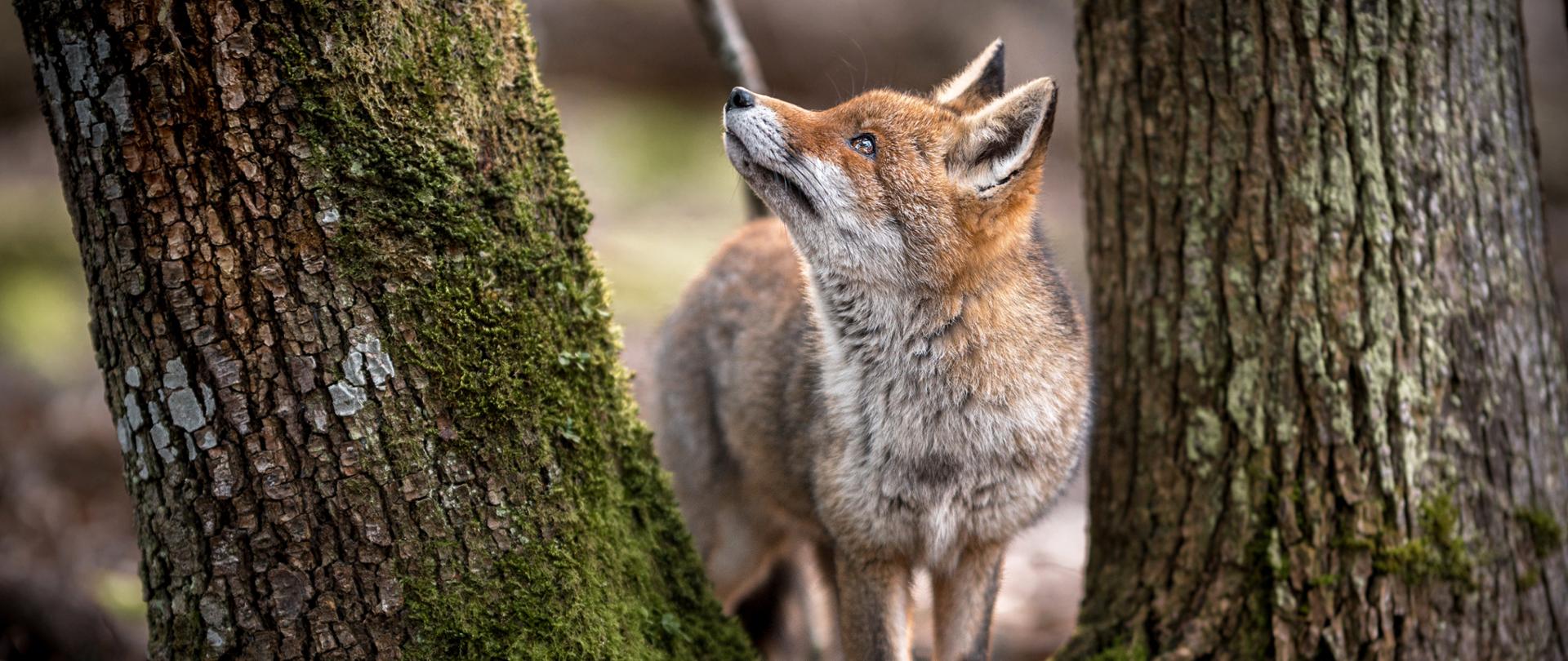 Zdjęcie przedstawiające lista stojącego między drzewami pokrytymi mchem

