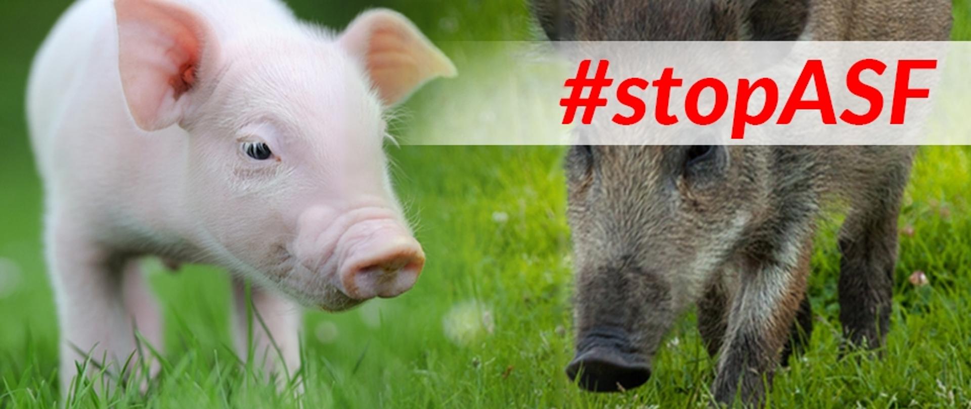 Stop ASF