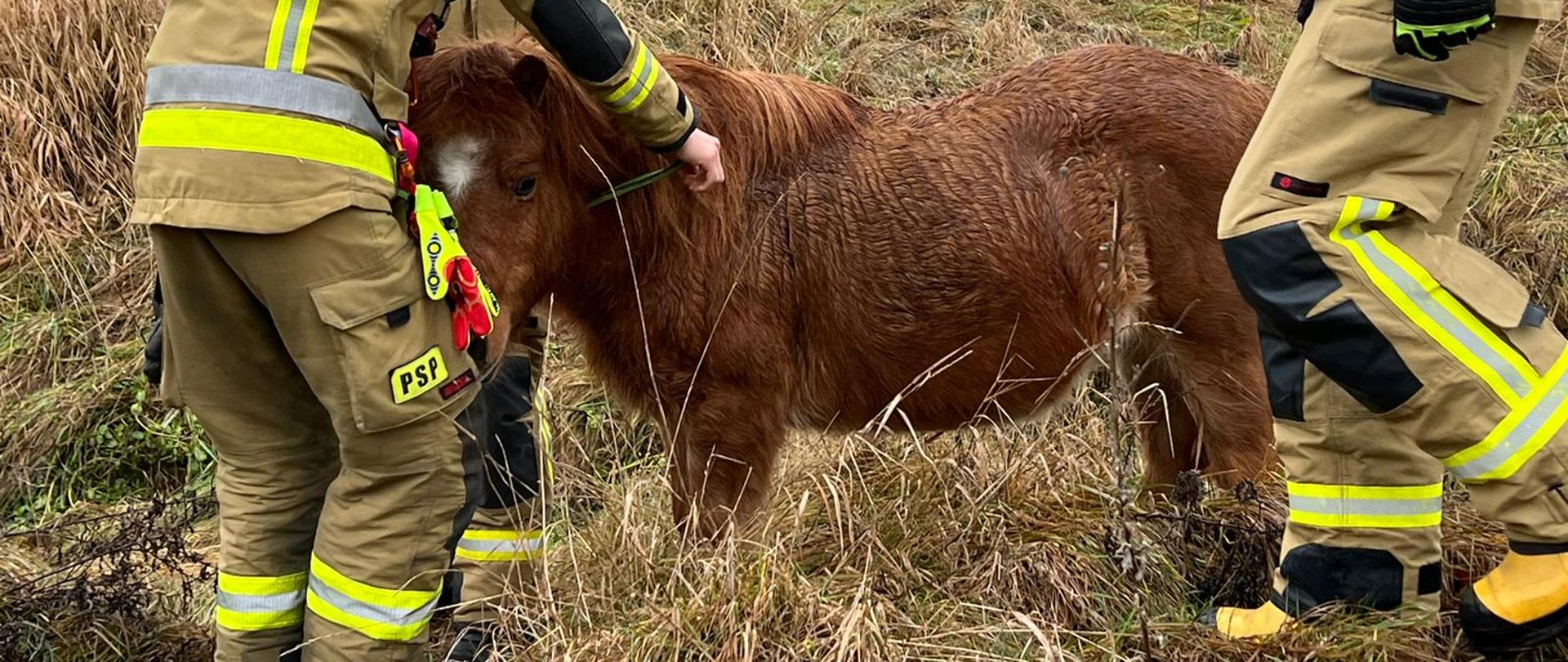 Widoczne miejsce zdarzenia, pojmane zwierzę oraz strażacy