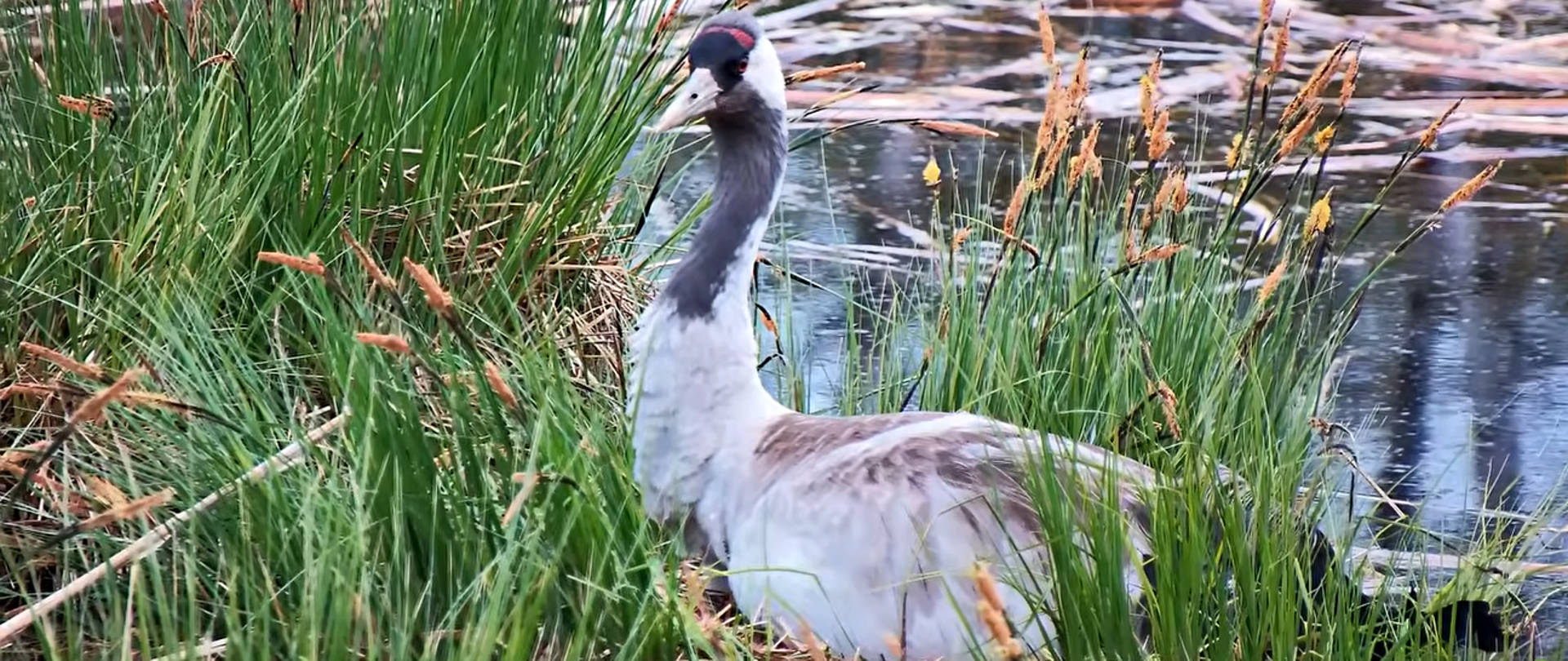 Żuraw w trakcie wysiadywania