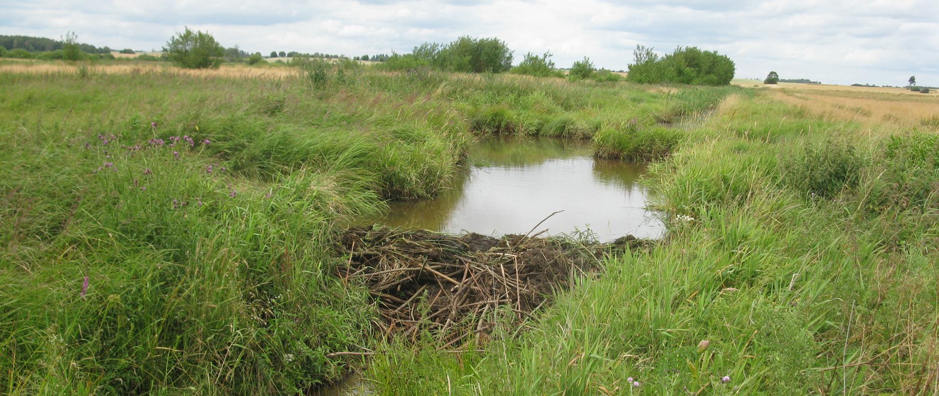 Działalność bobrów - tama
