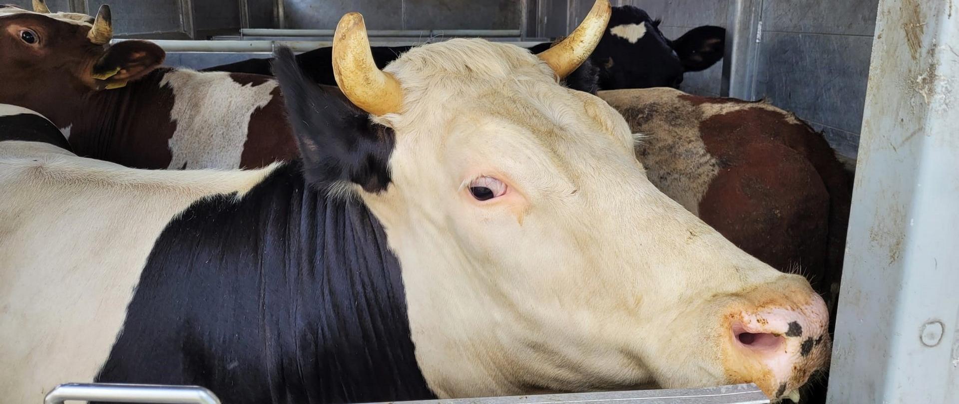 Jedna z krów nie miała wymaganego kolczyka świadczącego o ujęciu jej w rejestrze hodowcy zwierząt