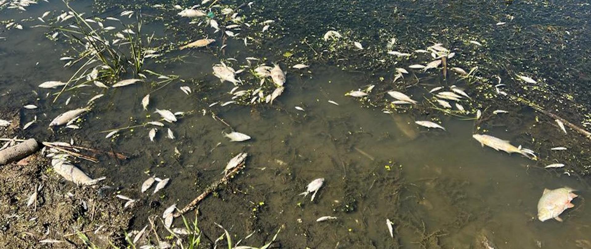 Brzeg Odry ze śniętymi rybami 