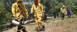 Strażacy w specjalnych ubraniach i kominiarkach przebywają na zielonym terenie, dwóch z nich trzyma w dłoniach małe urządzenia z których wydobywa się płomień skierowany na pożar trawy