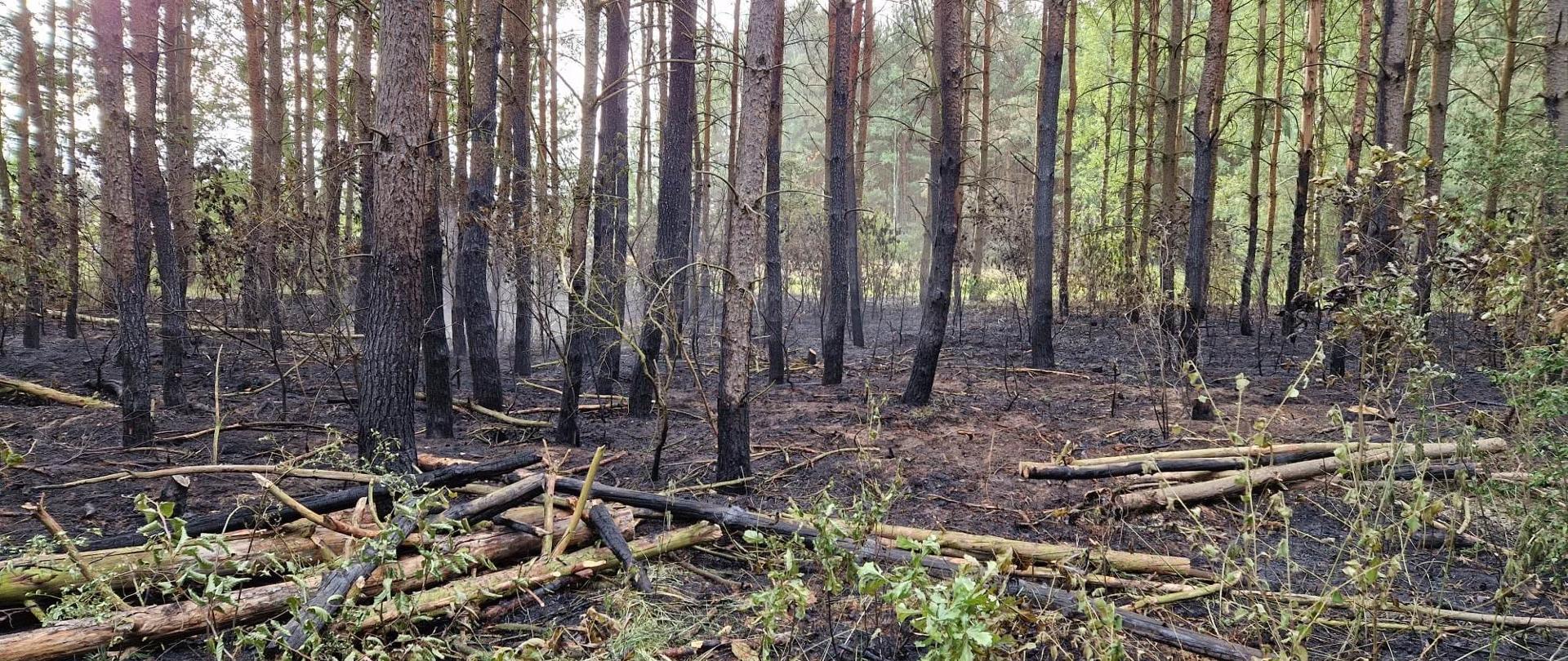 Pożar lasu