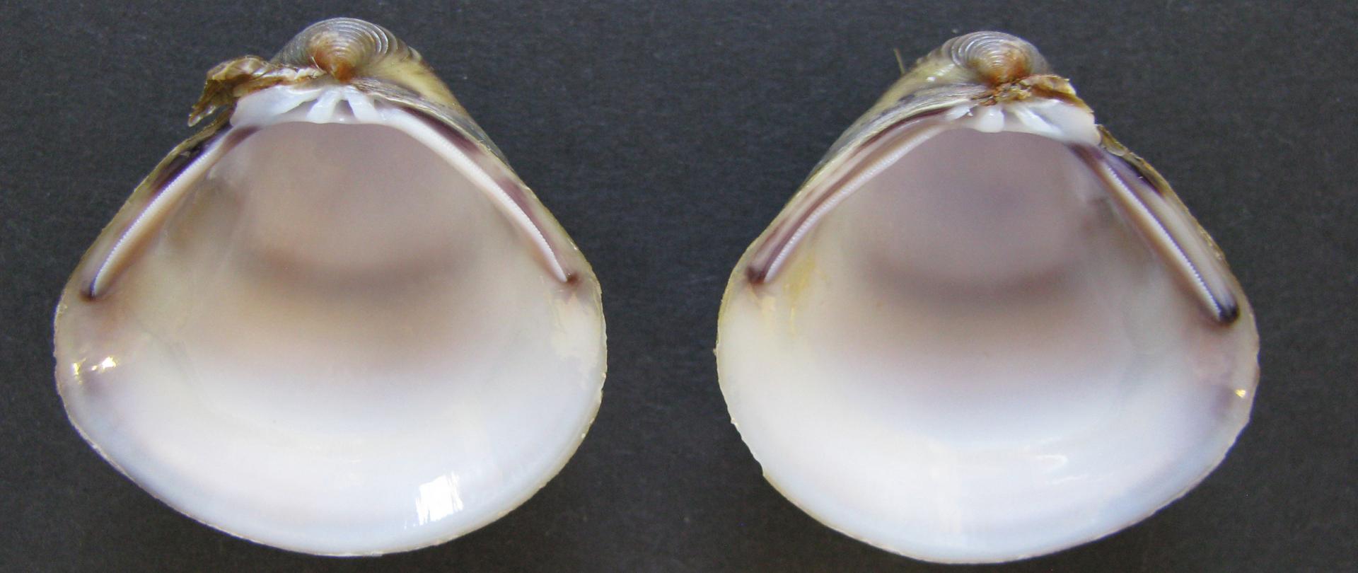 Na zdjęciu na szarym tle leżą dwie połówki muszli, widoczna jest jasna wewnętrza strona muszli. 